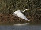 Filename=GWE2.jpg
Filesize=71KiB
Dimensions=600x438
Date added=Jan 19, 2012 GWE2.jpg