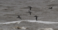 Gannets.jpg