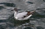 Little-Gull.jpg