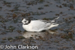 Little_Gull.jpg