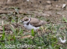 Little_Ringed_Plover.jpg