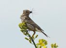 Meadow-Pipit.jpg