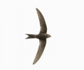 Filename=Pacific_Swift_2.jpg
Filesize=73KiB
Dimensions=602x500
Date added=Jun 17, 2013 Pacific_Swift_2.jpg