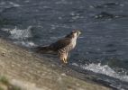 Filename=Peregrine-2.jpg
Filesize=81KiB
Dimensions=600x421
Date added=Oct 22, 2009 Peregrine-2.jpg