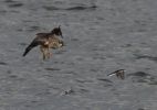 Filename=Peregrine.jpg
Filesize=70KiB
Dimensions=600x422
Date added=Oct 22, 2009 Peregrine.jpg