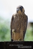 Filename=Peregrine2.jpg
Filesize=89KiB
Dimensions=342x500
Date added=Jun 17, 2013 Peregrine2.jpg