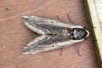 Filename=Privet Hawk Moth 1.jpg
Filesize=45KiB
Dimensions=600x401
Date added=Jul 06, 2005 Privet Hawk Moth 1.jpg