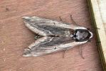 Privet Hawk Moth 1.jpg