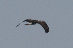 Filename=Raptor.jpg
Filesize=46KiB
Dimensions=566x377
Date added=Mar 02, 2012 Raptor.jpg