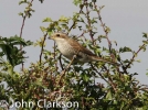 Red-backed_Shrike.jpg