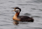 Red-necked-Grebe.jpg