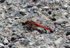 Red-veined_Darter.jpg