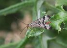 Scorpion-Fly.jpg