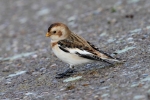 Snow-Bunting.jpg