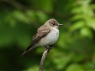 Spotted-Flycatcher.jpg