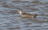 Spotted_redshank1.jpg