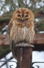 Filename=Tawny-Owl.jpg
Filesize=86KiB
Dimensions=388x600
Date added=Feb 06, 2012 Tawny-Owl.jpg