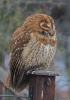 Filename=Tawny-Owl2.jpg
Filesize=99KiB
Dimensions=422x600
Date added=Feb 06, 2012 Tawny-Owl2.jpg