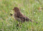 Twite-1.jpg