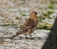 Twite3.jpg