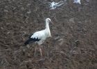 White Stork 1.jpg