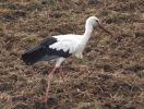 White Stork.jpg