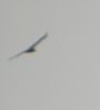 Filename=White-tailed Sea Eagle.jpg
Filesize=46KiB
Dimensions=396x432
Date added=Mar 23, 2005 White-tailed Sea Eagle.jpg