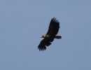 White-tailed-Eagle.jpg