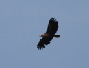 Filename=White-tailed-Eagle.jpg
Filesize=66KiB
Dimensions=600x461
Date added=Apr 10, 2011 White-tailed-Eagle.jpg