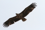 White-tailed-Eagle2.jpg