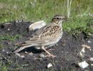 Woodlark2.jpg