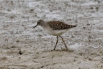 Woodsand.jpg