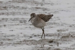 Woodsand1.jpg