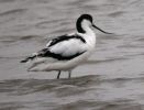 Avocet (30)med.jpg