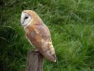 Filename=Barn Owl (56)med.jpg
Filesize=102KiB
Dimensions=600x450
Date added=Mar 07, 2005 Barn Owl (56)med.jpg