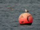 Filename=Black Tern (1)med~0.jpg
Filesize=94KiB
Dimensions=600x450
Date added=Aug 16, 2005 Black Tern (1)med~0.jpg