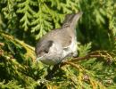 Blackcap (1)med.jpg