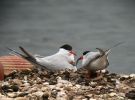 Common Tern (6)med.jpg