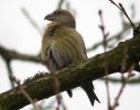 Crossbill (3)MED.jpg