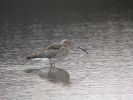 Filename=Curlew (1)med.jpg
Filesize=115KiB
Dimensions=600x450
Date added=Feb 14, 2005 Curlew (1)med.jpg