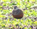 Dotterel (2)med.jpg