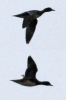 Filename=Duck.jpg
Filesize=76KiB
Dimensions=300x450
Date added=Oct 30, 2012 Duck.jpg