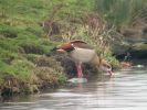 Filename=Egyptian Goose (4)med.jpg
Filesize=100KiB
Dimensions=600x450
Date added=Feb 09, 2005 Egyptian Goose (4)med.jpg