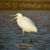 Filename=GWEm.jpg
Filesize=128KiB
Dimensions=680x680
Date added=Dec 07, 2011 GWEm.jpg