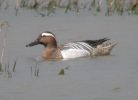 Filename=Garganey (1).jpg
Filesize=83KiB
Dimensions=600x434
Date added=May 05, 2005 Garganey (1).jpg