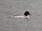 Goosander (24)med.jpg