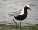 Filename=Grey Plover (11)med.jpg
Filesize=83KiB
Dimensions=600x470
Date added=May 30, 2005 Grey Plover (11)med.jpg