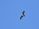IMG_1943m.jpg