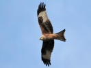 IMG_6302m.jpg