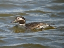 Filename=LTDgib.jpg
Filesize=129KiB
Dimensions=700x525
Date added=Jun 08, 2011 LTDgib.jpg
